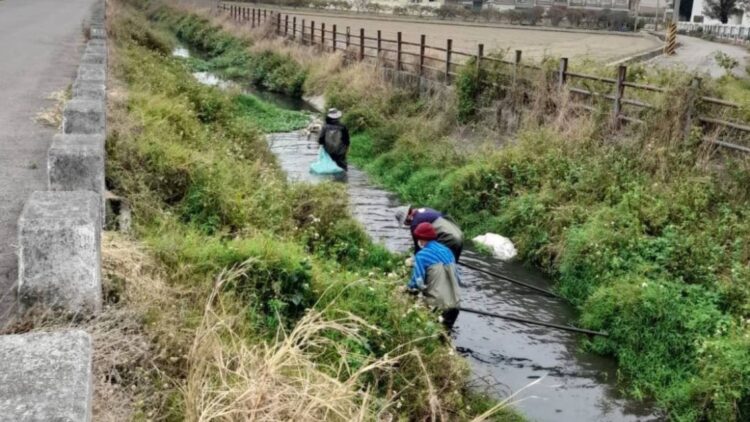 確保排水暢通-巡查清除布袋蓮-防患未然