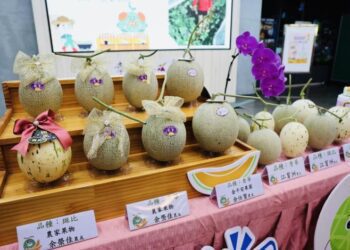 後壁洋香瓜好時節即將登場