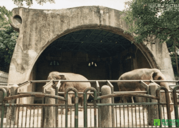 《一段戒嚴時期，高玉樹兒子及女友被蔣孝文槍殺的公案》