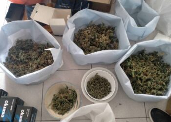 左營警執行安居專案-緝獲2百多株大麻活株