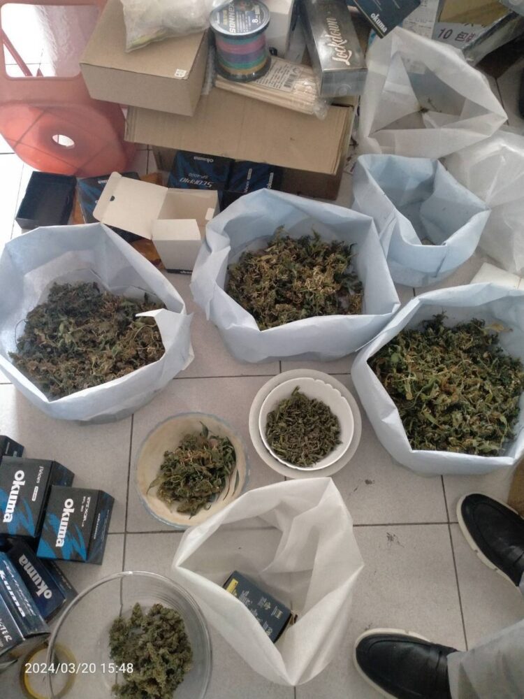 左營警執行安居專案 緝獲2百多株大麻活株 左營警執行安居專案-緝獲2百多株大麻活株