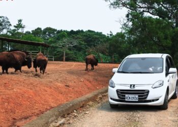 兒童連假未滿6歲免費入園-暢玩六福村再享全民學童價-六福村歡慶45周年限定活動-首發團動物園自駕遊限量搶訂