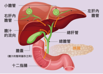 「隱藏版癌王」是膽道癌！常見疑問一次看-醫：7成患者發現已晚期-千萬別輕忽腸胃不適
