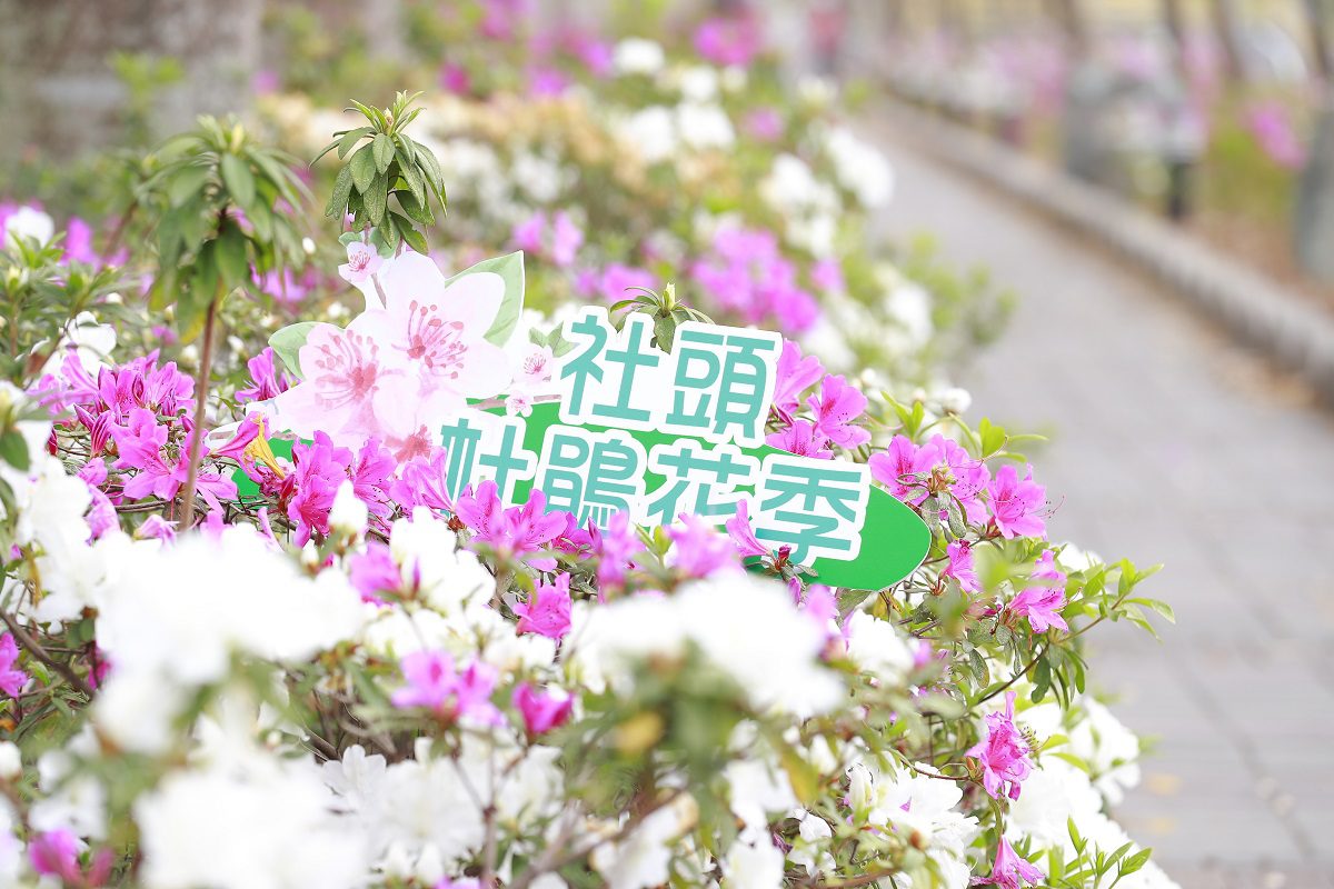 影音／2024社頭杜鵑花季　綠色隧道結合杜鵑花形成一幅美麗的賞花景點