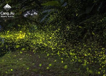 年度螢光盛典限定起跑 賞螢探險在宜蘭「藏酒酒莊」