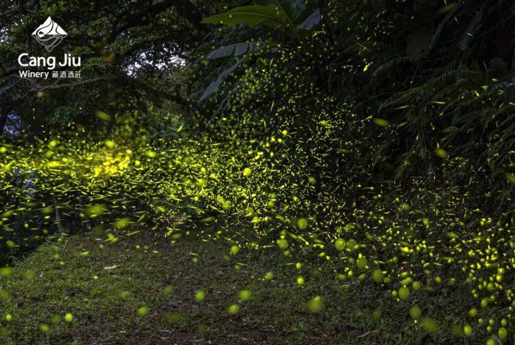 年度螢光盛典限定起跑 賞螢探險在宜蘭「藏酒酒莊」