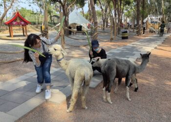 兒童節連假就來嘉-咩咩上樹萌寵樂翻天