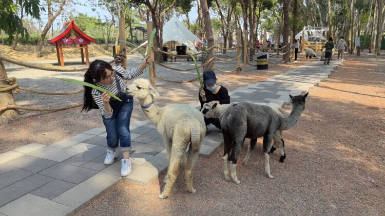 兒童節連假就來嘉 咩咩上樹萌寵樂翻天 兒童節連假就來嘉-咩咩上樹萌寵樂翻天