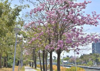 洋紅風鈴木粉嫩花海浪漫綻放
