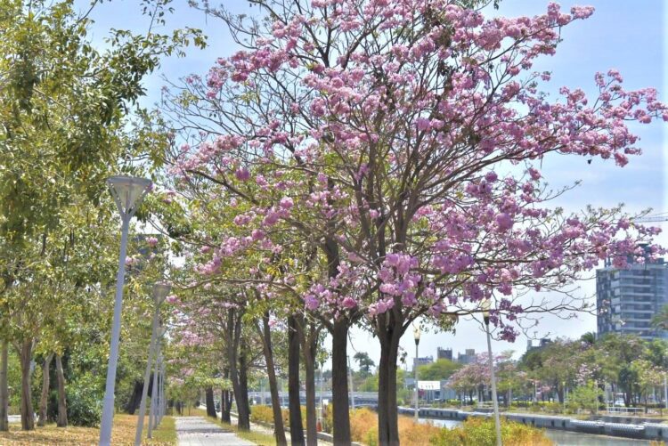 洋紅風鈴木粉嫩花海浪漫綻放 洋紅風鈴木粉嫩花海浪漫綻放