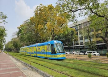 印度紫檀開花盛放-金色花海璀璨港都