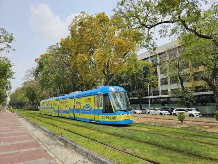 印度紫檀開花盛放-金色花海璀璨港都