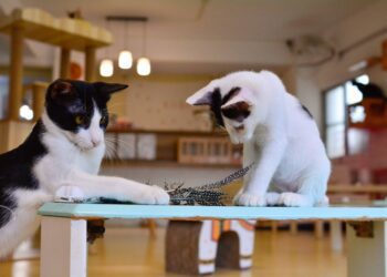 寵愛毛孩-8年級生開貓咪咖啡館！為500隻流浪貓找到新家