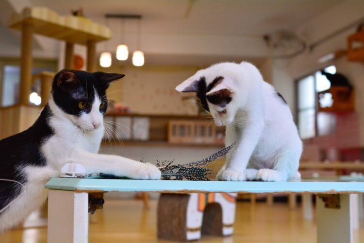 寵愛毛孩 8年級生開貓咪咖啡館!為500隻流浪貓找到新家 寵愛毛孩-8年級生開貓咪咖啡館!為500隻流浪貓找到新家