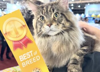 網：緬因貓好養嗎？【貓老大緬因貓舍】：新手要注意這五點-有一點最重要！