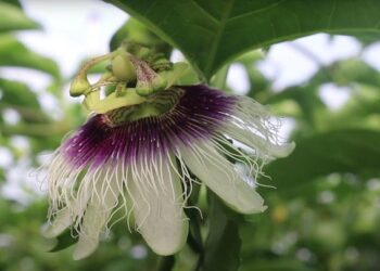 靜宜大學大傳系一斤憶今畢展  4/16台中、5/10台北華山熱展