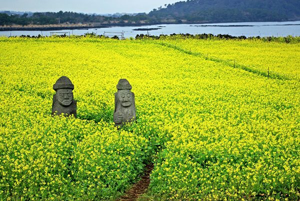 玩韓國搭易斯達航空 清州、濟州、首爾天天飛