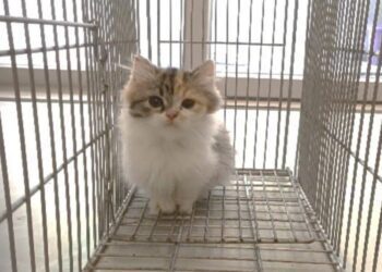 品種貓中籤率僅萬分之6　嘉縣2/29直播抽出天選認養人