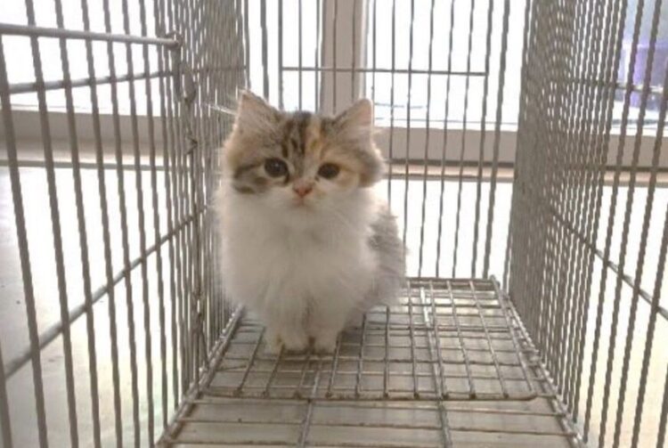 品種貓中籤率僅萬分之6 嘉縣2/29直播抽出天選認養人 品種貓中籤率僅萬分之6 嘉縣2/29直播抽出天選認養人