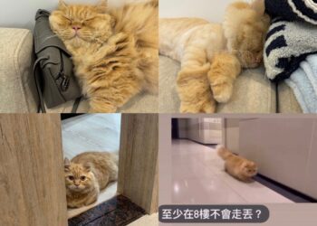 網友曝「自家小貓奇妙怪癖」又愛又恨