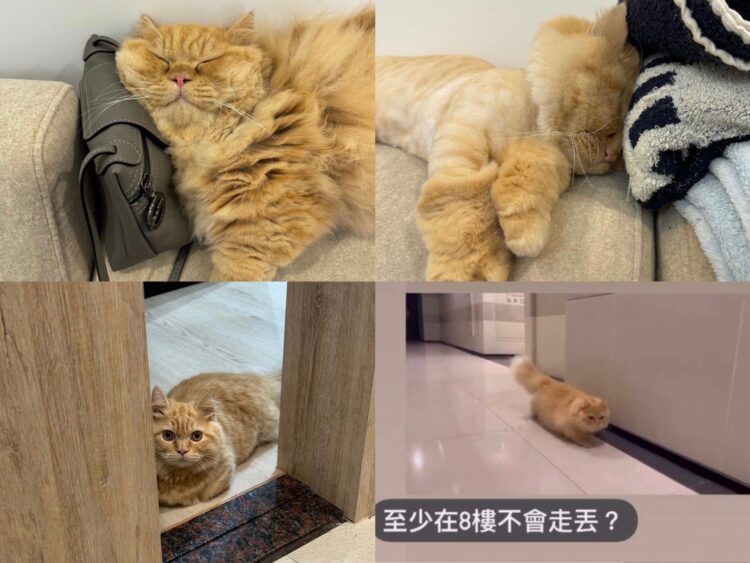 網友曝「自家小貓奇妙怪癖」又愛又恨