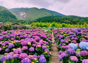 季節限定「繡球花」來了！ 賞花專車來回接駁  大地酒店帶您探索花海之美