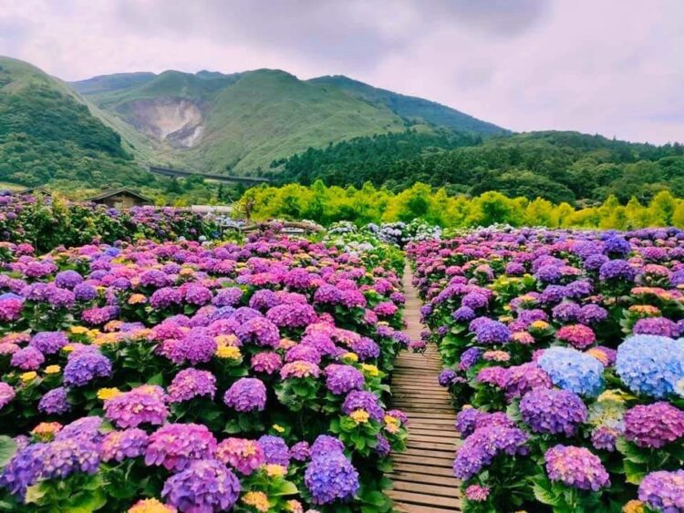 季節限定「繡球花」來了! 賞花專車來回接駁 大地酒店帶您探索花海之美 季節限定「繡球花」來了! 賞花專車來回接駁 大地酒店帶您探索花海之美