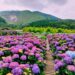 季節限定「繡球花」來了! 賞花專車來回接駁 大地酒店帶您探索花海之美 季節限定「繡球花」來了! 賞花專車來回接駁  大地酒店帶您探索花海之美