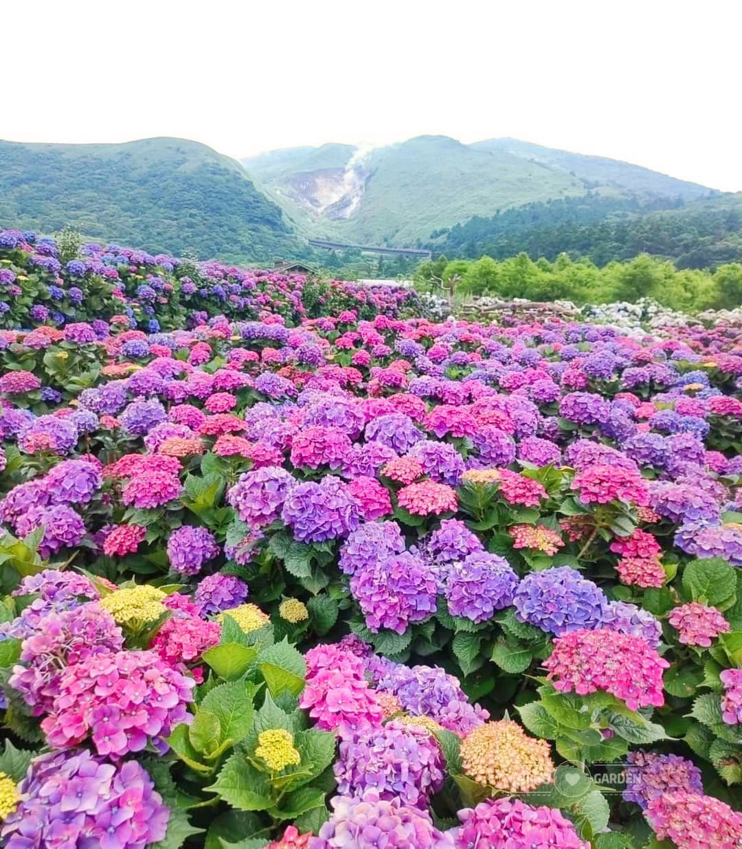 季節限定「繡球花」來了！ 賞花專車來回接駁 大地酒店帶您探索花海之美
