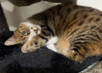 貓咪食安風波！低血鉀疑似與新冠病毒有關