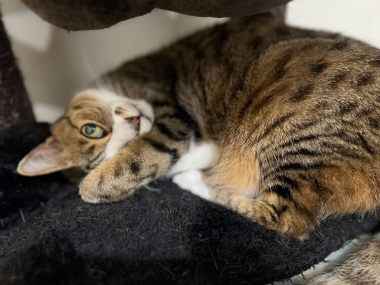 貓咪食安風波!低血鉀疑似與新冠病毒有關 貓咪食安風波!低血鉀疑似與新冠病毒有關