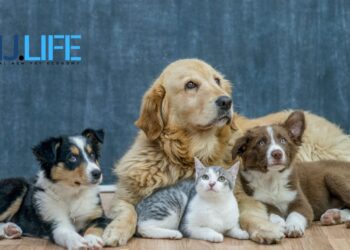 emj.life–定義未來的寵物數位互動新時代