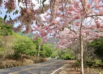 假日來梅嶺賞螢前先體驗梅子酒diy、逛市集、聽音樂