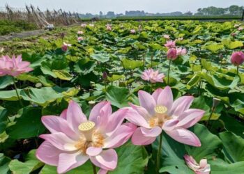 「2024白河蓮花季」精彩活動持續至八月