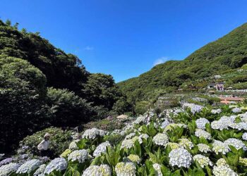 2024繡球花季最新景點推薦，趕快收藏起來！