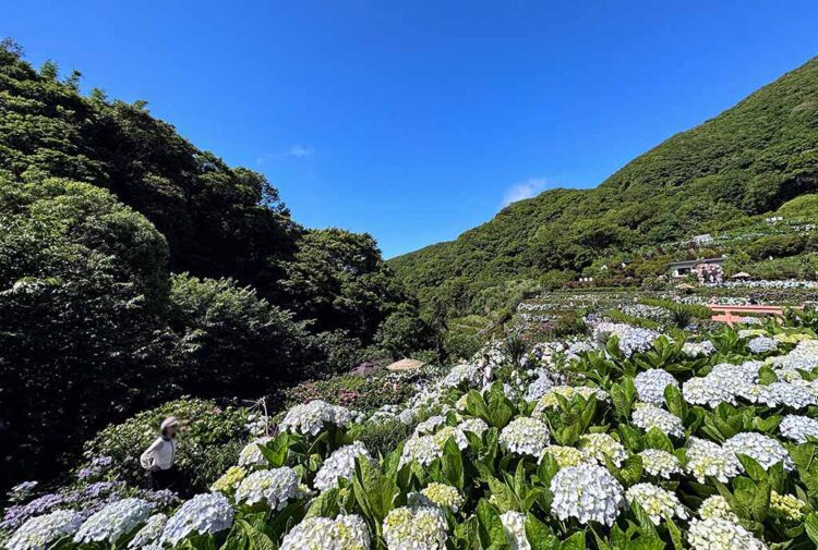 2024繡球花季最新景點推薦,趕快收藏起來! 2024繡球花季最新景點推薦,趕快收藏起來!