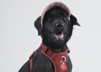 跨界合作！浪浪與失依兒童-共同發聲-益起有家