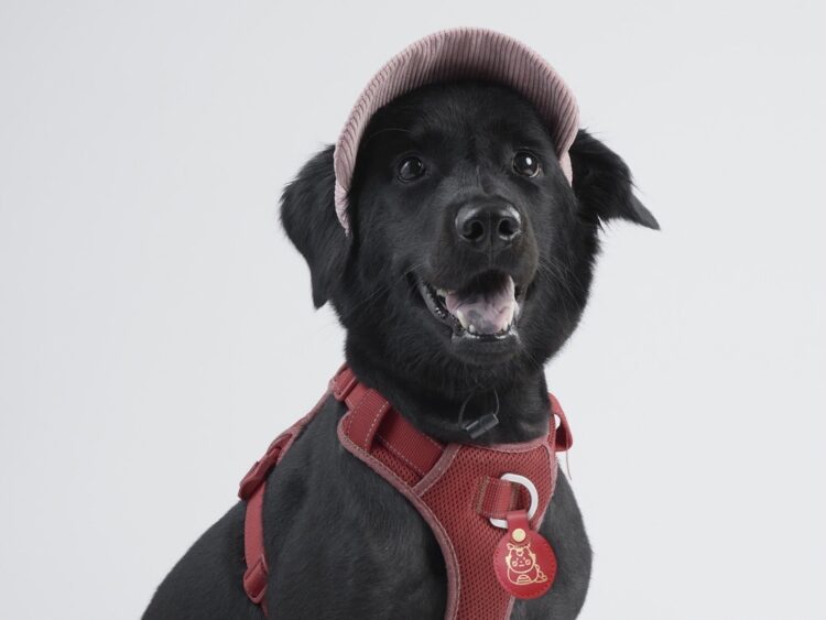 跨界合作!浪浪與失依兒童 共同發聲 益起有家 跨界合作!浪浪與失依兒童-共同發聲-益起有家