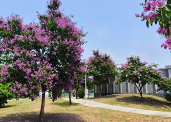 高雄火紅鳳凰花點燃初夏-「爆炸樹」大花紫薇現正盛開
