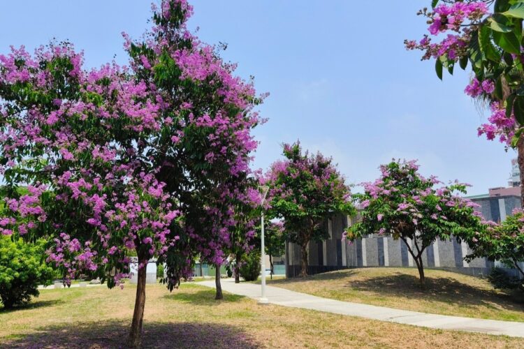 高雄火紅鳳凰花點燃初夏-「爆炸樹」大花紫薇現正盛開