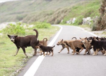 萌犬來襲！滅火器上竟出現超可愛的狗狗腳印-做公益還能帶萌犬回家