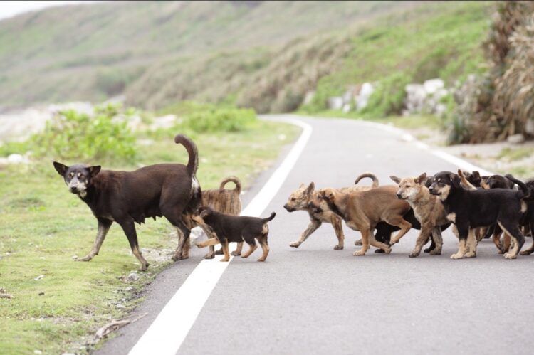 萌犬來襲！滅火器上竟出現超可愛的狗狗腳印-做公益還能帶萌犬回家