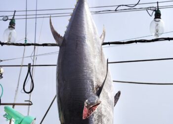 黑鮪魚拍賣價格低迷，屏東縣政府回應