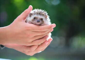 新手刺奴必看！關於刺蝟的6件趣事-豎刺、冬眠、嗅覺超級敏銳！