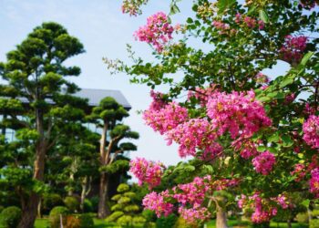 傳藝體驗一日遊-端午節成美文化園百年古井-首度發放招財午時水