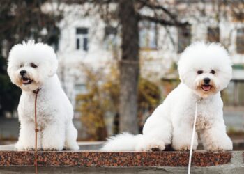 新手也能輕鬆駕馭-好飼養狗狗品種推薦