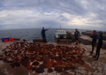 國家公園突棘行動-東沙環礁清除千隻棘冠海星