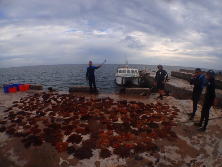 國家公園突棘行動-東沙環礁清除千隻棘冠海星