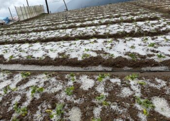 仁愛鄉冰雹農災嚴重-許縣長促中央從優救助