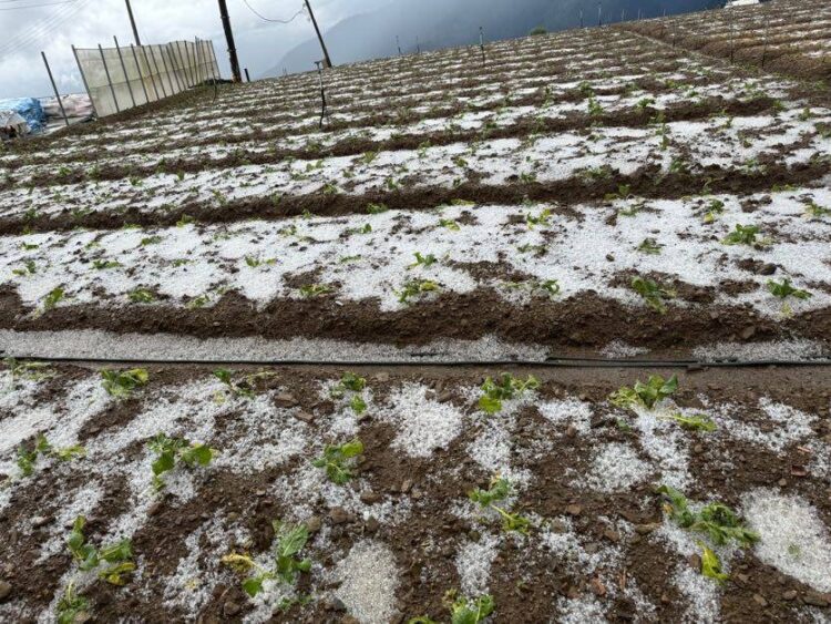 仁愛鄉冰雹農災嚴重 許縣長促中央從優救助 仁愛鄉冰雹農災嚴重-許縣長促中央從優救助